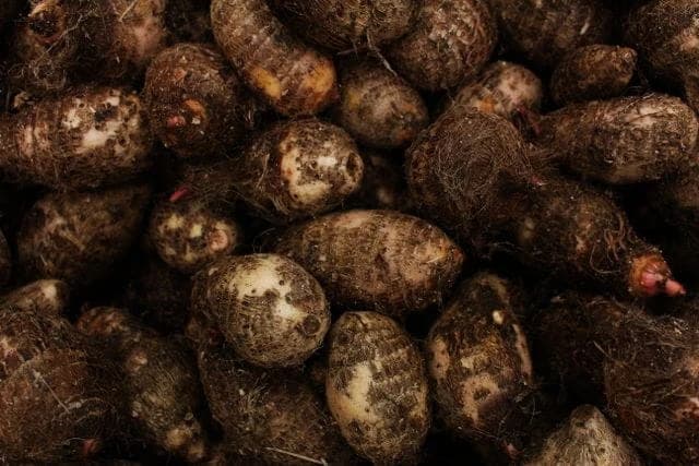 Colocasia (Arbi)